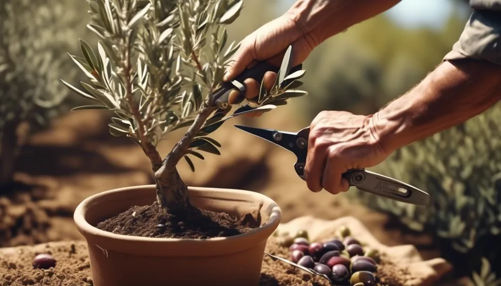 olive tree propagation guide