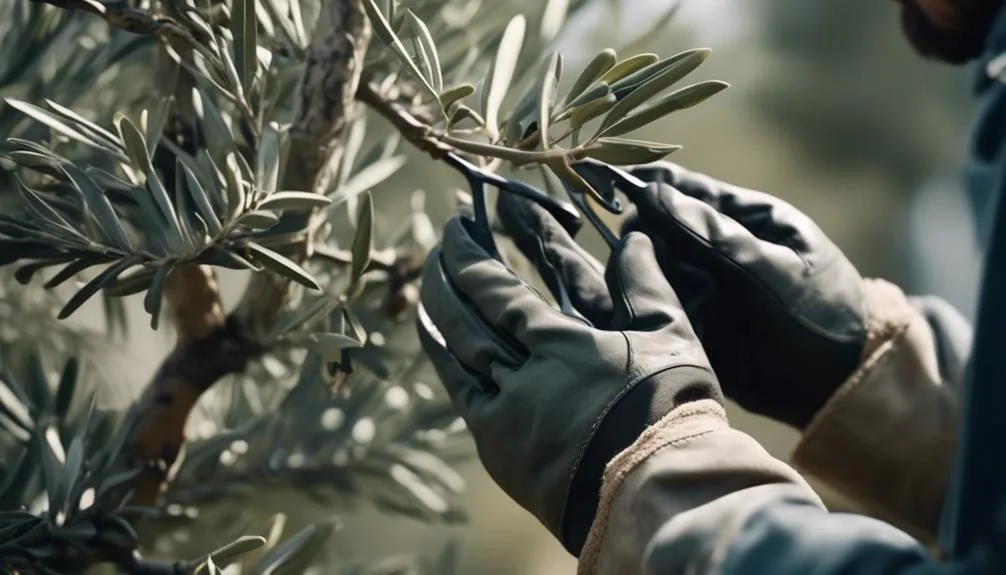 optimal pruning methods for olives