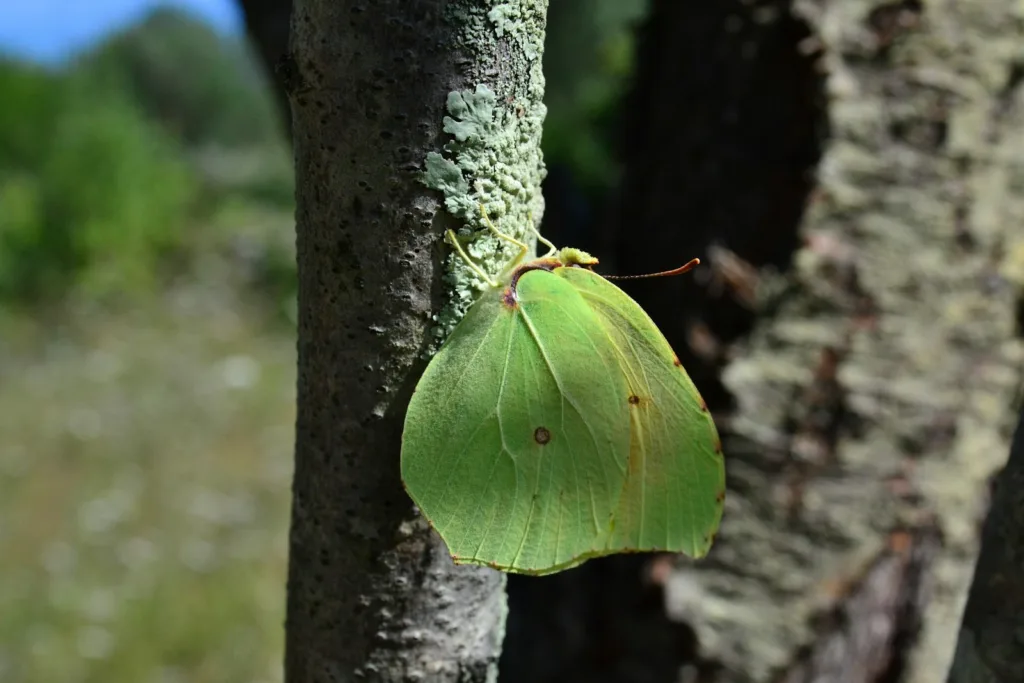 a green leaf on a tree