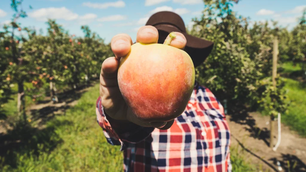 person holding orange apple fruit taken during daytime