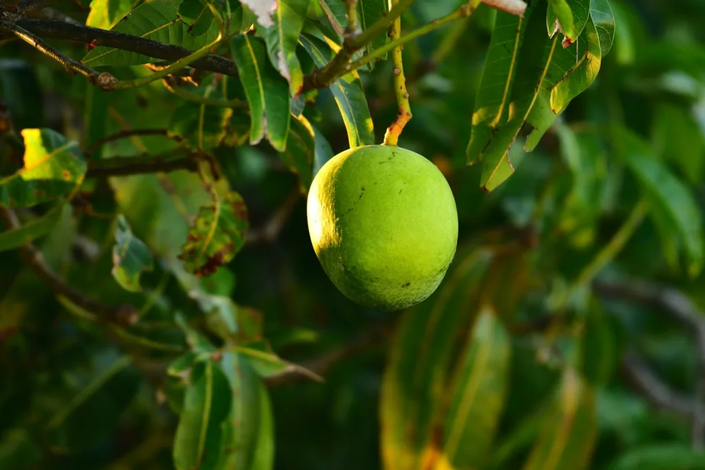 green round fruit on tree